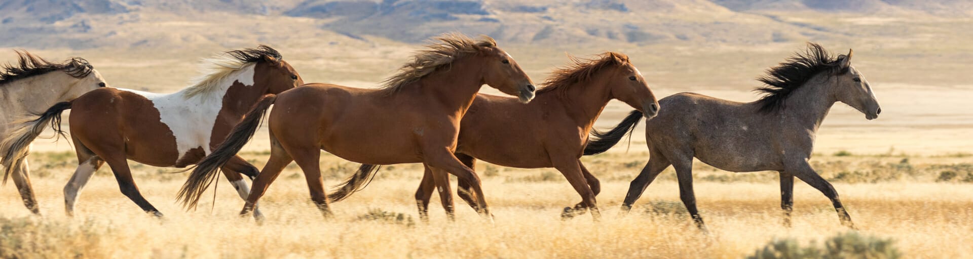 Wild horses running across dried grass meadow